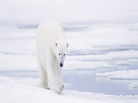 Polar Bear walking on pack ice Stock Footage 70833369