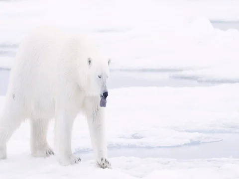 Polar Bear walking on pack ice Stock Footage 70833497