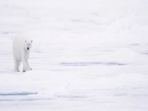 Polar Bear walking on pack ice Stock Footage 70839451