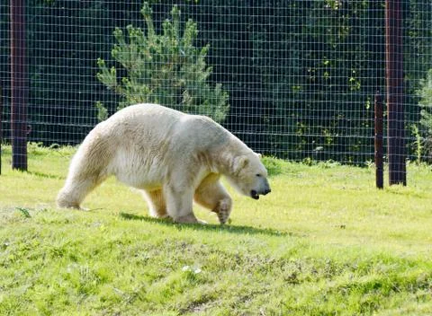 Polar bear walking Stock Photos