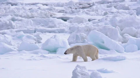 Polar bear walking on sea ice near Torelleneset on the east side of Hinlopen 스톡 동영상 34459014