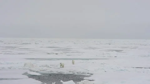 Polar bear walking on sea ice Stock Footage 68375384