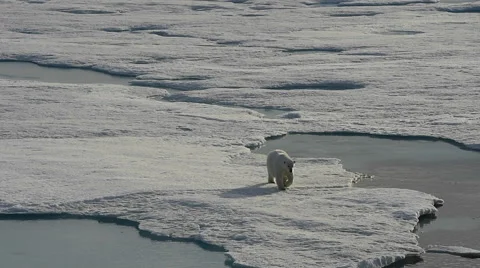 Polar bear walking on sea ice Video stock 68376341