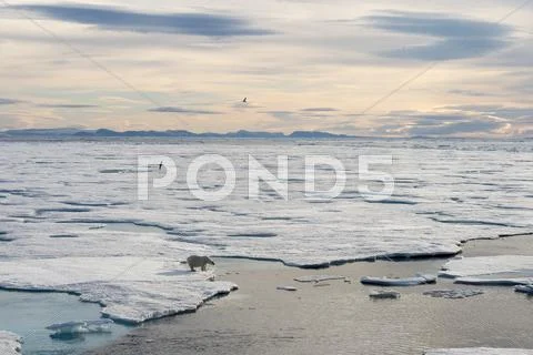 Polar bear walking on sea ice Stock Photos