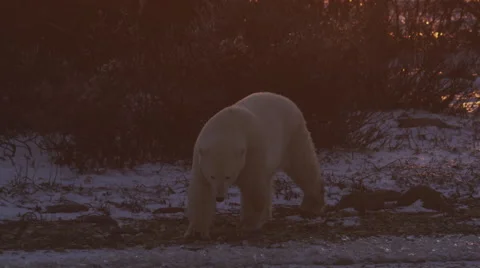 Polar bear walking in shadow across broken ice in orange light of sunset Stock Footage 65097101