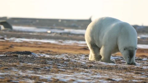 Polar Bear Walking - Sniffing Stock Footage 46944348