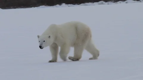 Polar bear walking on the snow Video stock 122258018