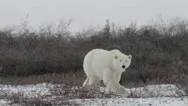 Polar Bear Walking In The Storm Stock Footage