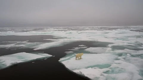Polar Bear walking stranded on an broken ice sheet in the Arctic circle Stockbeeldmateriaal 290160842