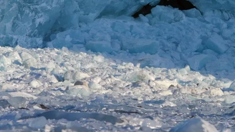 Polar Bear Walking Through Icy Arctic Landscape 4k Telephoto Lens View Stock Footage 338264677