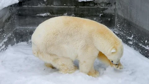 Polar bear is walking through the snow Stock Footage 304773265