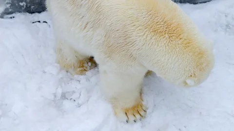 Polar bear is walking through the snow Stock Footage 305993066