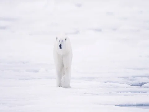 Polar Bear walking toward camera on pack ice Stock Footage 70840236