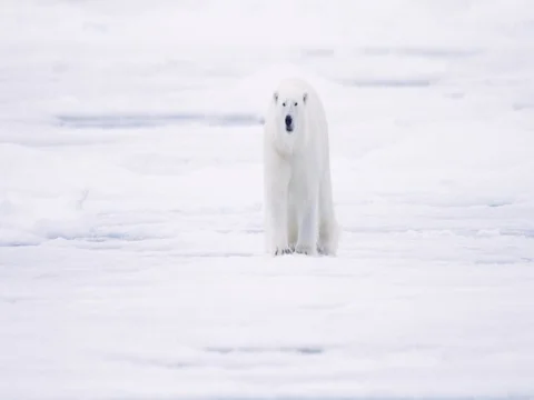 Polar Bear walking toward camera on pack ice Stock Footage 70840483