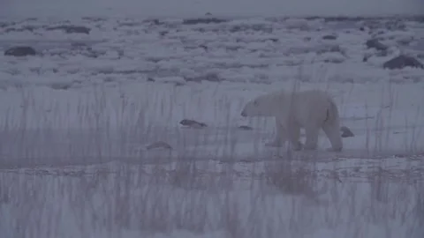 Polar bear  walks along beach at night Stock Footage 158770457