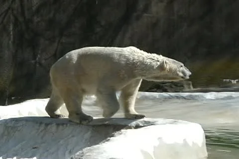 Polar Bear walks 動画素材 10729550