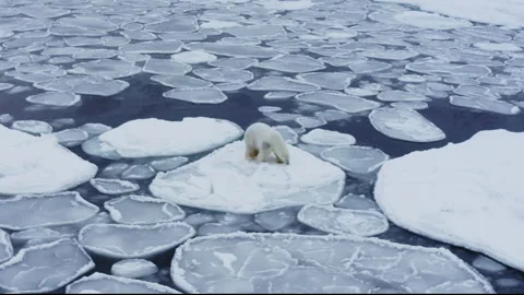 Polar bear walks on ice floes swimming in arctic waters Vidéo 197017138