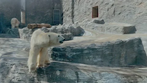 The polar bear walks from side to side Stock Footage 194396450