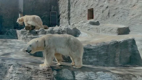 The polar bear walks from side to side Stock Footage 194438025