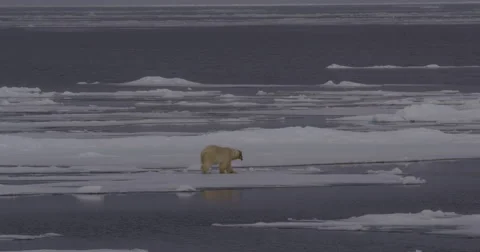 Polar Bear Walks to Test Ice Edge Before Diving in to Swim Stock Footage 56425327