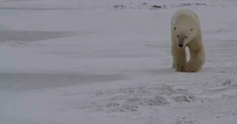 Polar bear walks towards camera along frozen coast on sea ice Stock Footage 67533290