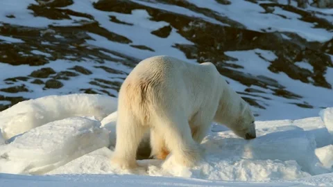 Polar Bear Wandering Through Snowy Arctic Landscape in Telephoto View 스톡 동영상 338264686