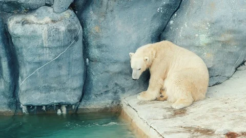 Polar bear washes his face Stock Footage 82930786