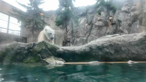 Polar Bear by the Water's Edge Stock Footage 315469214