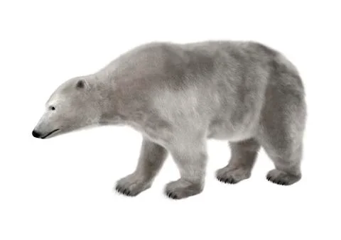 Polar Bear on White Stock Illustration