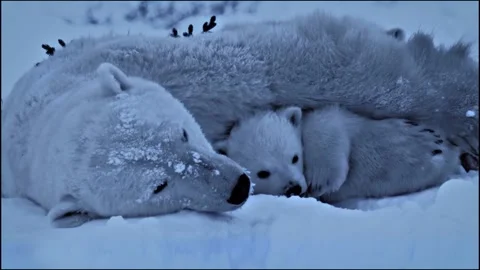 Polar bear in winter with her child Stock Footage 275174530