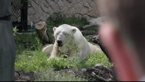 Polar Bear At the Zoo Vídeos de archivo 8558771
