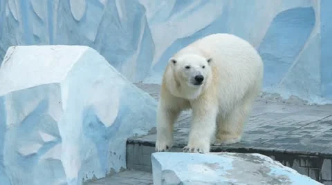 Polar bear in zoo Stock Footage 11153289