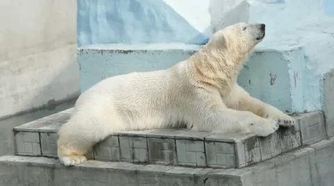 Polar bear in zoo Stock Footage 11153589