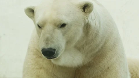 Polar Bear In The Zoo Video stock 56182474