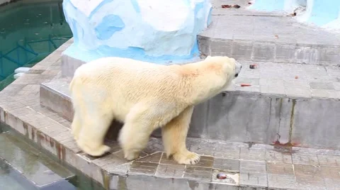 The polar bear at the zoo 스톡 동영상 62808337