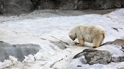 Polar bear in the zoo Stock Footage 78679698