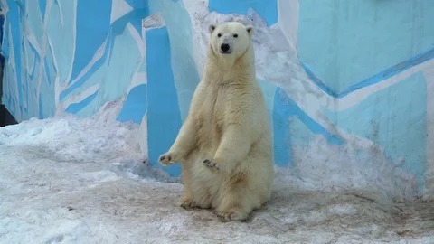 Polar bear in zoo Stock Footage 104795127