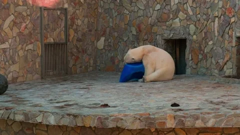 Polar bear in the zoo Stock Footage 154655309