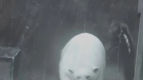 Polar bear in zoo (log) Stock Footage 126596531