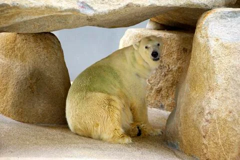 Polar Bear at zoo Stock Photos