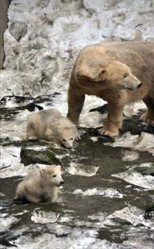 Polar bears and young Stock Photos