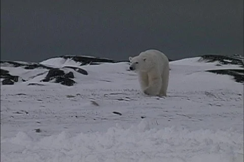 Polar bears approach Stock Footage 466265