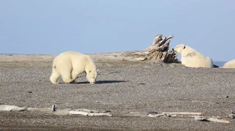 Polar bears on beach Stock Footage 47005628
