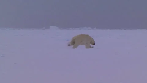 Polar Bears, Canada Stock Footage 201504773