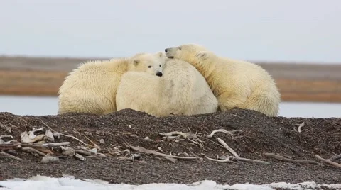 Polar Bears cuddling Stock Footage 49318291