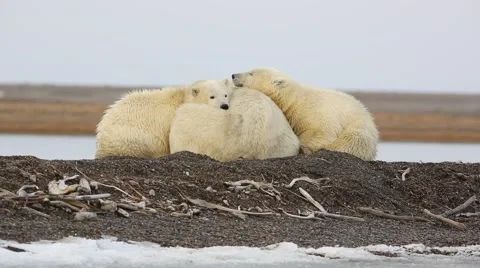 Polar Bears Cuddling Stock Footage 51025765