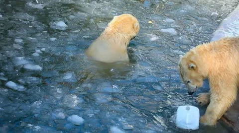 Polar bears. Stock Footage 11802404
