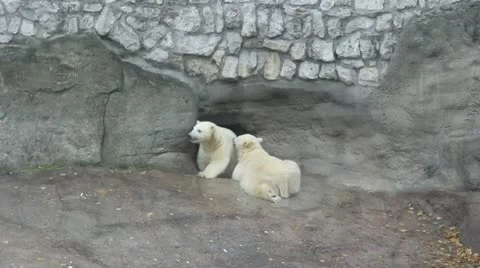 Polar bears Stock Footage 12279841