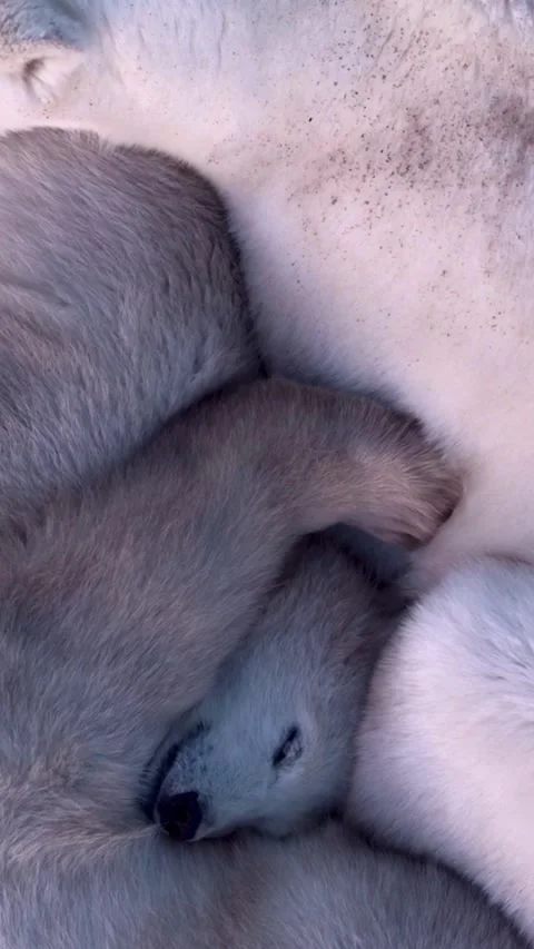 Polar bears Video stock 321292351