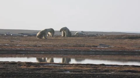Polar bears interacting aggressively Stock Footage 47007065